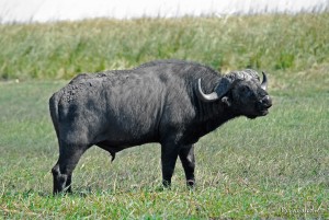 Buffalo at Buffalo Game Drive