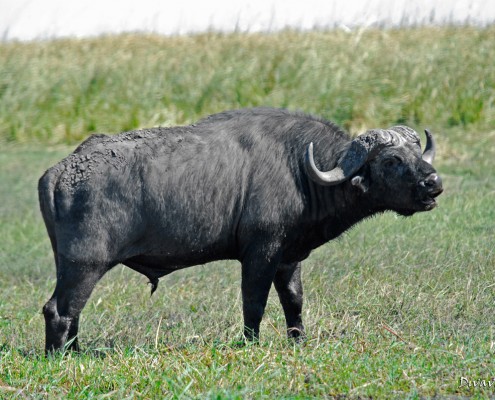 Buffalo at Buffalo Game Drive