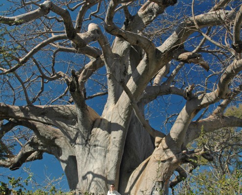 Giant Baobab at Mahango Game Park