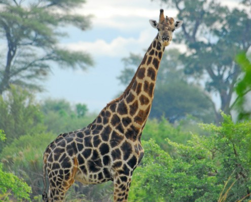 Giraffe during a Buffalo Game Drive