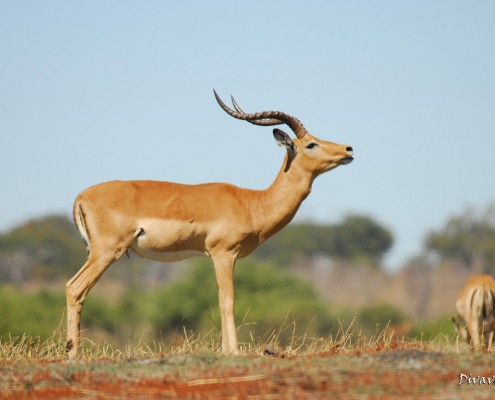 Impala during a Mahango Game Drive