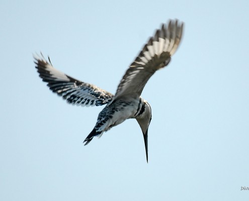 King Fisher during a Safari