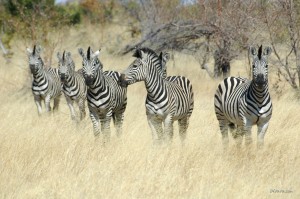 Zebras during a Mahango Game Drive