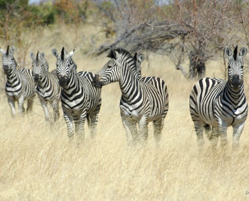 Zebras during a Mahango Game Drive